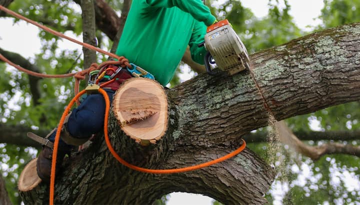 Skilled tree removal in Belleville, IL.