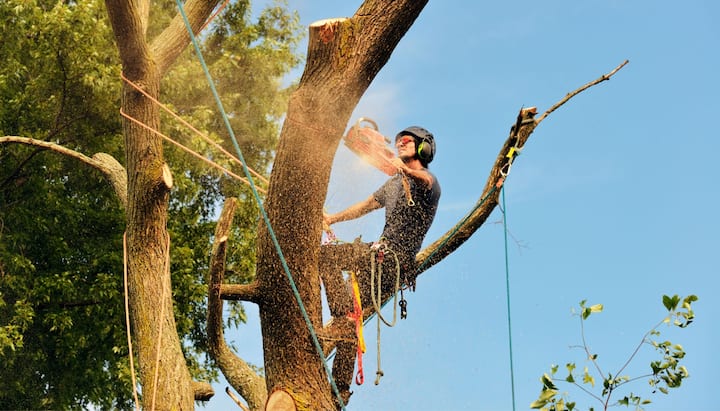 Residential tree removal in Belleville, IL.