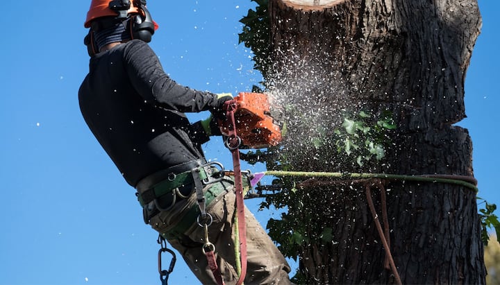 Professional tree removal in Belleville, IL.