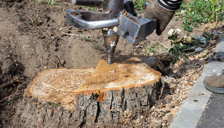 Reputable tree removal in Belleville, IL.